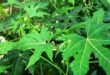Manfaat Khasiat Daun Pepaya Jepang bagi Kesehatan