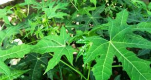 Manfaat Khasiat Daun Pepaya Jepang bagi Kesehatan