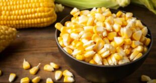 Manfaat Khasiat Jagung untuk Kesehatan Mengontrol Diabetes Hingga Menjaga Sistem Pencernaan
